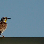 Bird on Fence