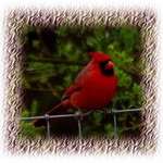 Bird on Fence