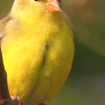 Yellow Finch