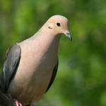 Dove