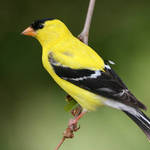 Yellow Finch