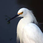 Snow Egret
