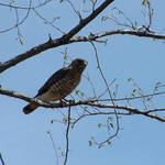 Hawk