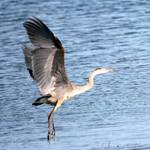 heron take off