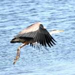 heron take off 2