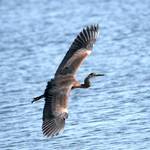 coming in for a landing