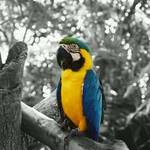 Pretty Bird