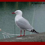Gull