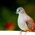 Inca Dove