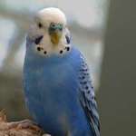 Blue Parakeet