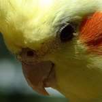 Lutino Cockatiel - close up