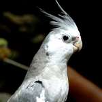 Gray Cockatiel