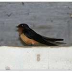 Barn Swallow 2