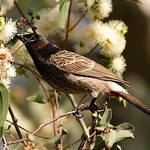 Red-vented bulbul