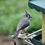 Tufted Titmouse