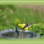 Finch