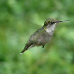 Hummer in flight