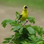 Finch