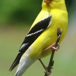 Yellow Finch