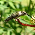 Hummingbird