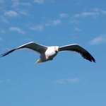 Freedom's flying 2