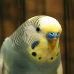 Parakeet Attitude