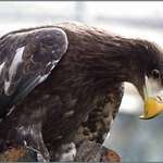 Stellers Sea Eagle 4