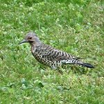 Northern Flicker