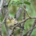 Finch