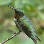 Hummingbird
