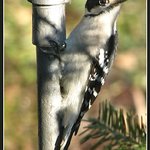 Woodpecker