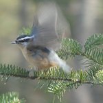 Nuthatch1