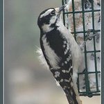 Downy woodpecker