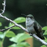 Female Hummer