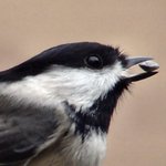 Chickadee
