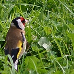Gold Finch