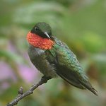 Male Hummingbird