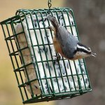 Nuthatch