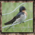 Swallow