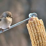 Finch
