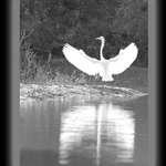 Taking Flight