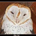 Barn Owl
