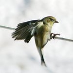 Landing