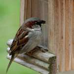 Sparrow