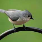 Tufted Titmouse