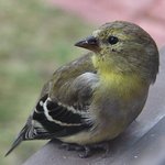 Finch