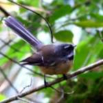 Fantail #3