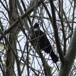 Tui #1
