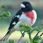 Rosebreasted Grosbeak