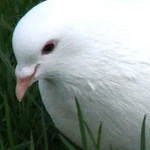 Dove